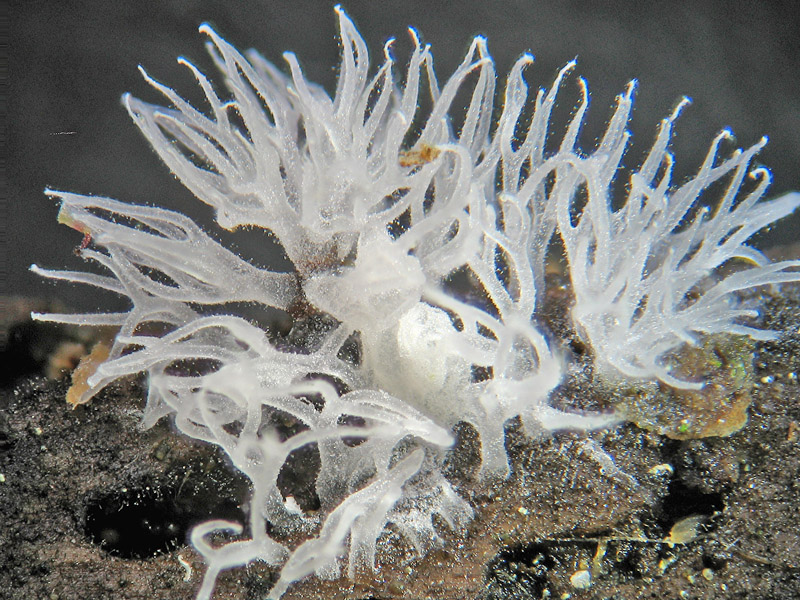 Ceratiomyxa fruticulosa